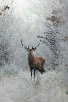 a red deer standing in the middle of a forest with snow on it's ground