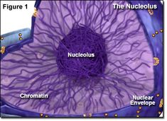 the structure of an animal's nervous system