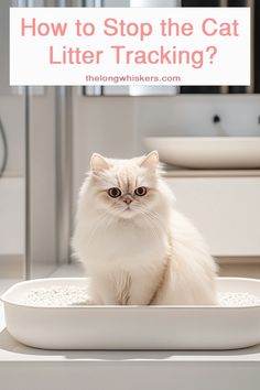 a white cat sitting in a litter box with the words how to stop the cat littering?