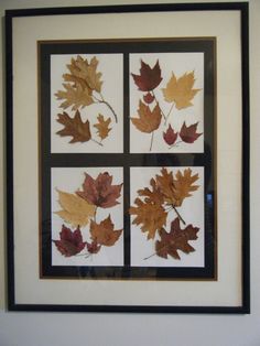 four framed pictures with leaves on them