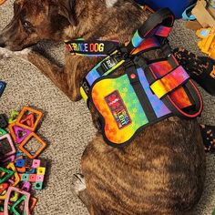 a dog is laying on the floor with its back turned to look like he's wearing a rainbow harness