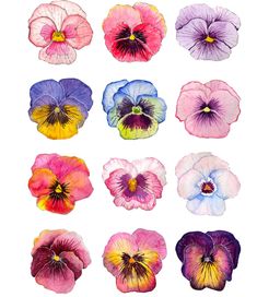 many different colored pansies on a white background, each with their own flower petals