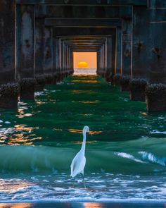 a large white bird standing on top of a body of water next to a pier