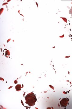 red rose petals falling down into the air