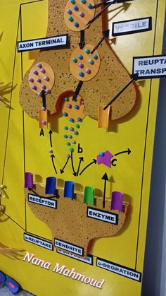 a bulletin board with different parts of the human body on it and labeled in numbers