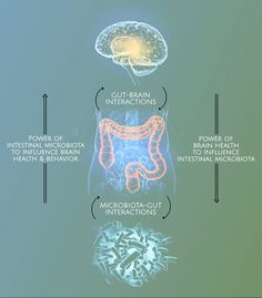 Gut Brain Connection Illustration, Gut Microbiome Illustration, Gut Brain Axis Illustration, Microbiome Illustration, Gut Aesthetic, Gut Brain Connection, Brain Overload, Enteric Nervous System, Presentation Pictures