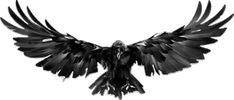 a black bird with its wings spread out