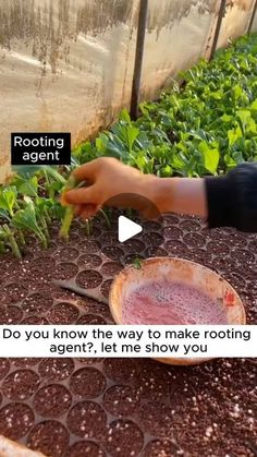 a person is holding something in their hand and pointing it at the ground next to some plants