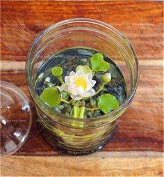 a glass bowl with water and flowers in it