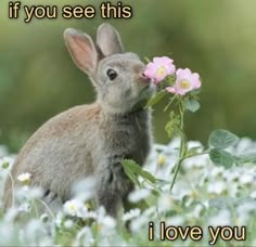 a rabbit is smelling a flower with the words if you see this i love you