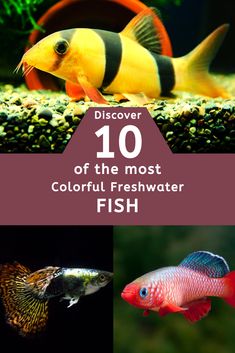 different types of fish in an aquarium with text overlay that reads, discovery 10 off the most colorful fresh water fish