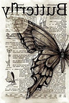 a black and white drawing of a butterfly on an old book page with words written below it