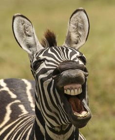 a zebra with its mouth open and it's tongue out