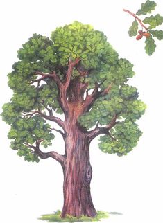 a drawing of a large tree with green leaves on it's trunk and branches