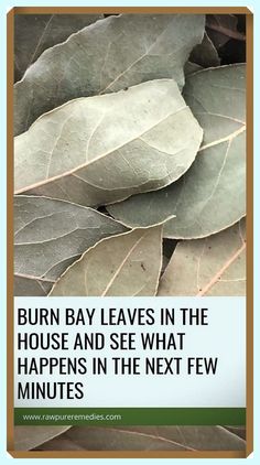 You’ve really inspired me. Laudable info! Burn Bay Leaves, Bay Leaf Tea, Bay Laurel Tree, Burning Bay Leaves, Laurel Tree, Laurus Nobilis, Bay Leaf, Hair Rinse, Bay Leaves