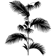 a black and white silhouette of a palm tree with leaves on the top, against a white background