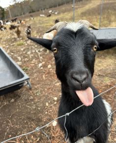 a goat sticking its tongue out behind a barbed wire fence