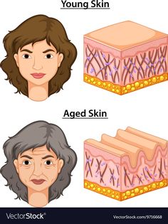 Skin Anatomy, Minimalist Beauty Routine, Medical Esthetician, Facial Anatomy, Skin Facts, Skin Face Mask, Skin Advice, Skin Aesthetics, Facial Aesthetics