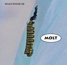 a caterpillar crawling on the side of a screen next to a sticker that says molt