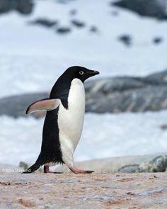 a penguin standing on top of a snow covered ground