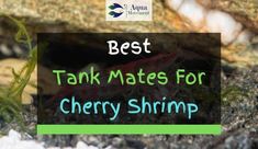 the words best tank mates for cherry shrimp in front of an image of a lizard