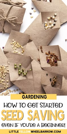 seed saving tips for gardening and how to get started