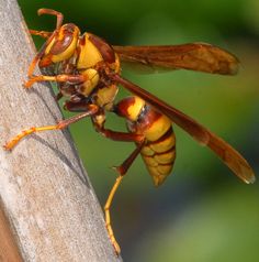 a large yellow and black insect sitting on top of a wooden pole next to a tree