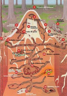 a map showing the locations of different types of plants and animals in the area that you can see