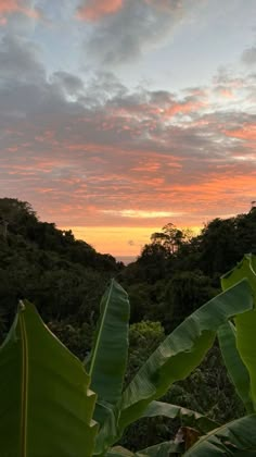 the sun is setting over some trees and hills in the distance, with green leaves on the foreground