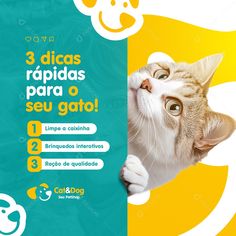 a cat peeking out from behind a wall with the caption 3 dices rapidas para o seu gato