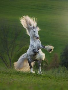 a white horse is standing on its hind legs