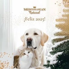 a dog and cat sitting next to each other in front of a christmas tree with gold glitters