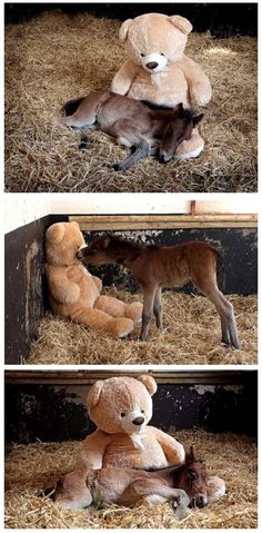 the stuffed animal is being held by another teddy bear and then laying down in hay