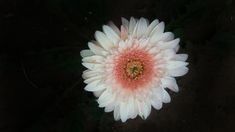 a large white and pink flower on the ground