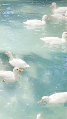 several white ducks swimming in the blue water