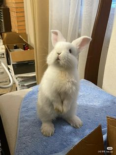 a white rabbit sitting on top of a blue towel