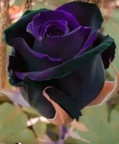 a purple rose with green leaves in the background