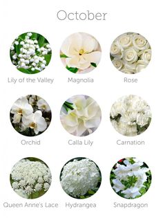 an image of white flowers with names