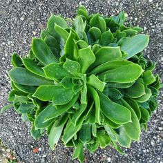 a green plant that is growing out of the ground