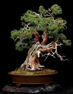 a bonsai tree in a pot on a black background