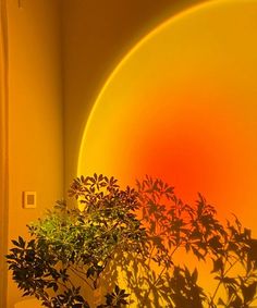 a potted plant sitting on top of a table in front of a yellow wall