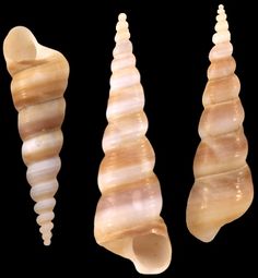 three different types of seashells on a black background