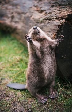 an animal standing on its hind legs in the grass next to a tree trunk and looking up