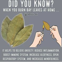 Burn Bay Leaves, Burning Bay Leaves, Nutrition Education, Edible Plants