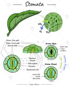 Illustration that showing about #stomata . #leaf #science #education #plant Photosynthesis Mind Map, Leaf Science, Science Diagram, Biology Jobs, Plant Anatomy, Anatomy Education, Plant Biology, Biology Diagrams, Biology Plants