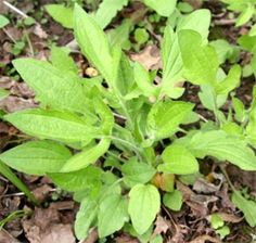 a small plant with green leaves in the ground