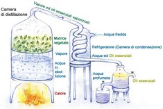 a diagram showing the parts of a plant in a glass bottle with water and other things surrounding it