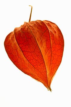 a large red leaf hanging from the side of a white wall in front of a sky background