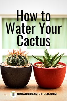 two potted cacti sitting on top of a table next to each other