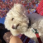 a small white dog sitting on top of a person's lap